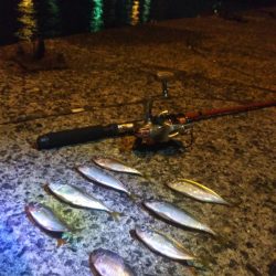 南港フェリーターミナルで夜釣り