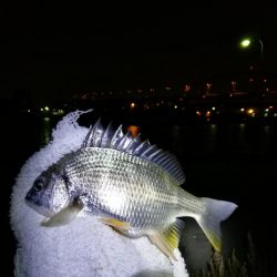 フェリーターミナル　3名ヘチ釣行　好キビレ釣果