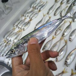 南港シーサイドコスモでサビキ好調