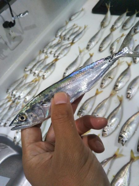 南港シーサイドコスモでサビキ好調