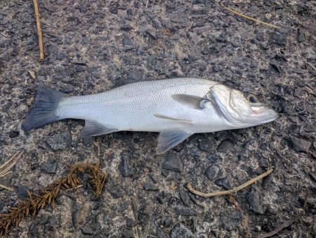 セイゴ、アジその他