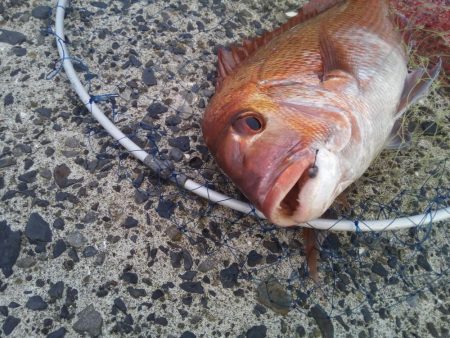 ヘチ釣りでマダイ48cm！！