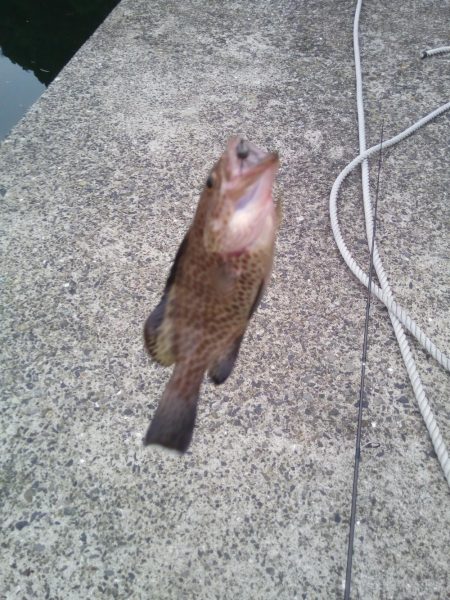 ヘチ釣りでハタ