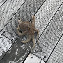 南港タコ釣り