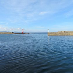 天ぷら狙いのキスは不発