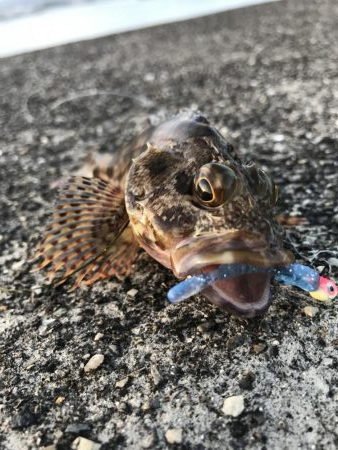 ガッシーマンション2nd