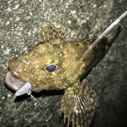 暴風でもガッシー！