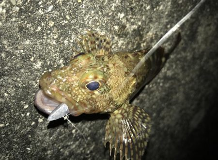 暴風でもガッシー！