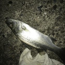 青流してもガッシー2nd