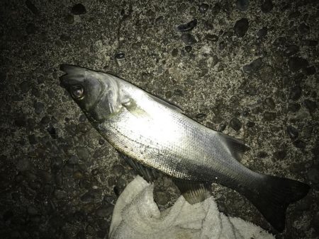 青流してもガッシー2nd