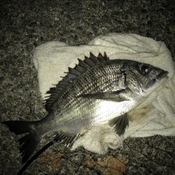 フカセチヌナイト