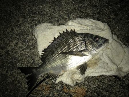 フカセチヌナイト