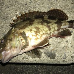 帰ってきたガッシー