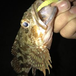 やっぱり小さいガッシーマンション