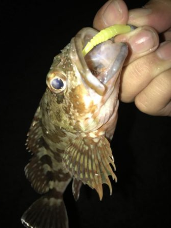 やっぱり小さいガッシーマンション