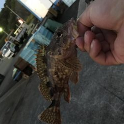 ガッシーマンションの沖には！