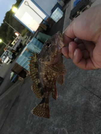 ガッシーマンションの沖には！