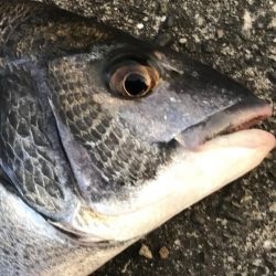 サナギフカセでチヌ!