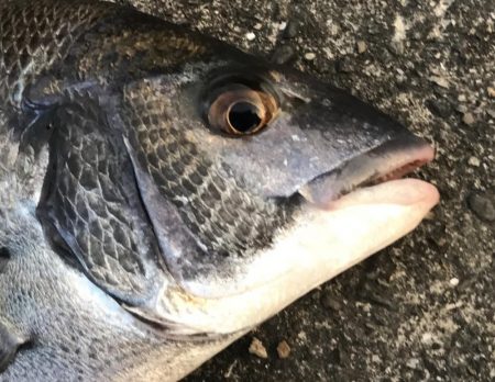 サナギフカセでチヌ!