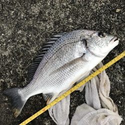 サナギフカセナイト2nd