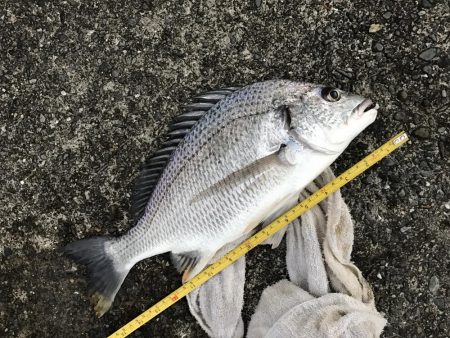 サナギフカセナイト2nd