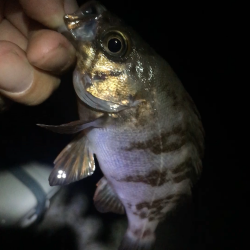 サマーメバリング