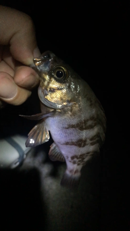 サマーメバリング