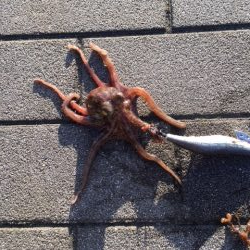 コスモスクエア　タコいまいち