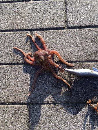 コスモスクエア　タコいまいち