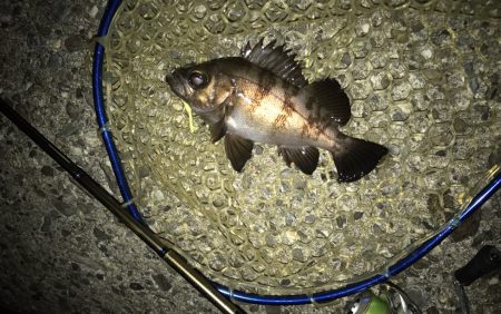 メバル・シーバス