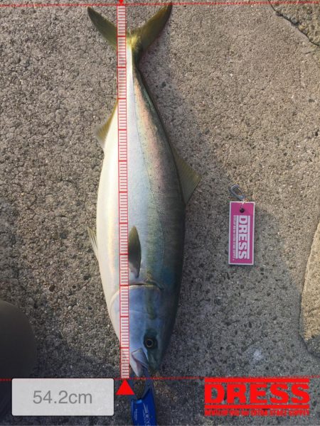 沼島　ショアジギング