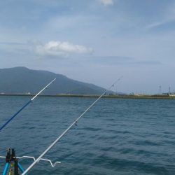 キス釣りでチヌ