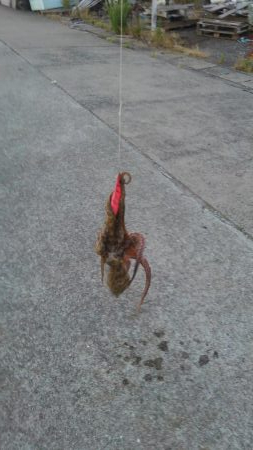 何とか釣れました