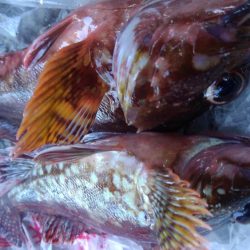 ボウズ逃れの根魚