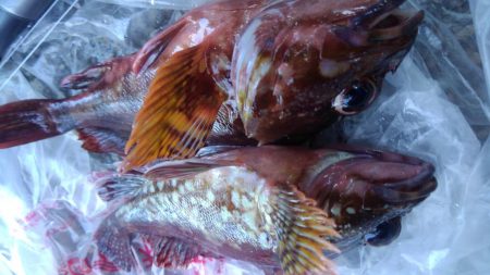 ボウズ逃れの根魚