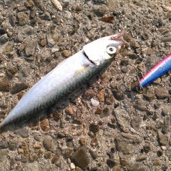 ライトショアジギング