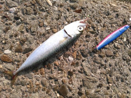 ライトショアジギング