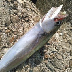 ライトショアジギング