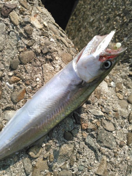 ライトショアジギング