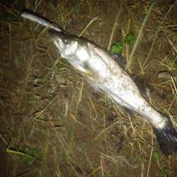 リバーシーバス