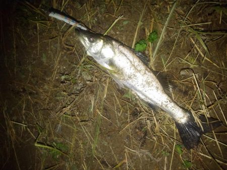 リバーシーバス