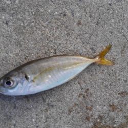 メタルで…タコ？！