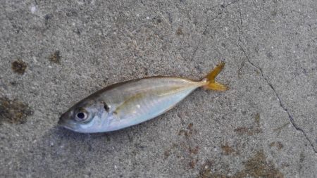 メタルで…タコ？！