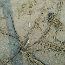 投げ釣りシロギス