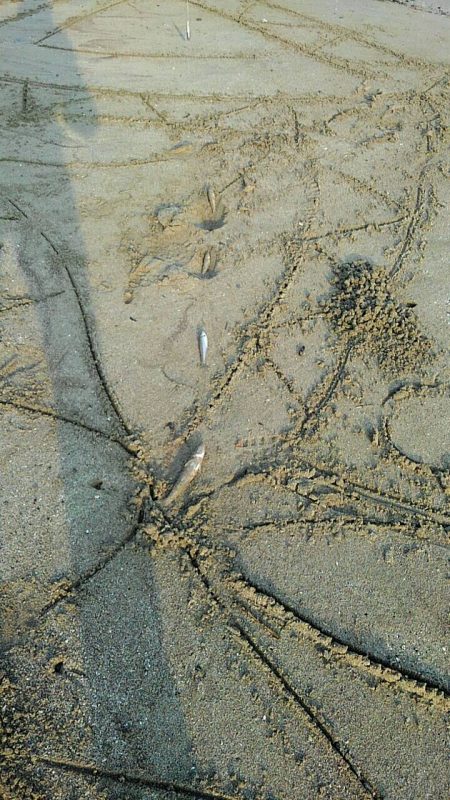 投げ釣りシロギス