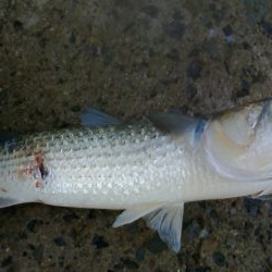 青物とボラを間違えて・・・