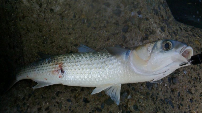 青物とボラを間違えて・・・