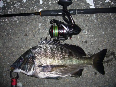 今夜もチニング