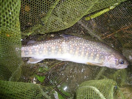 雨上がりの渓谷にて