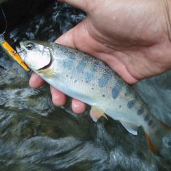 渓流ミノーイング